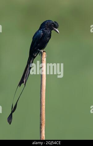 Immagine di Drongo con coda a racchetta maggiore su un ceppo di albero sullo sfondo della natura. Uccello. Animali. Foto Stock