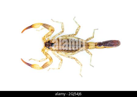 Immagine di scorpione marrone isolato su sfondo bianco. Insetto. Animale. Foto Stock