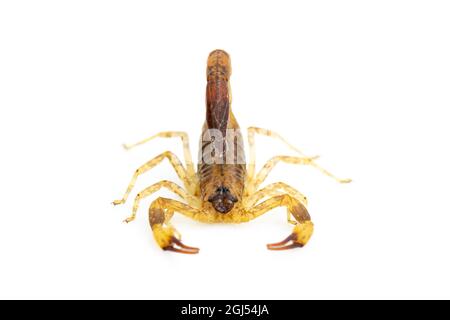 Immagine di scorpione marrone isolato su sfondo bianco. Insetto. Animale. Foto Stock