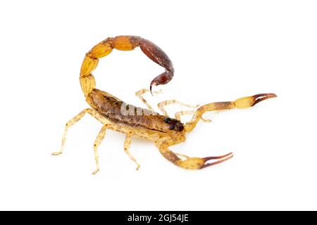 Immagine di scorpione marrone isolato su sfondo bianco. Insetto. Animale. Foto Stock