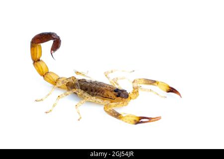 Immagine di scorpione marrone isolato su sfondo bianco. Insetto. Animale. Foto Stock