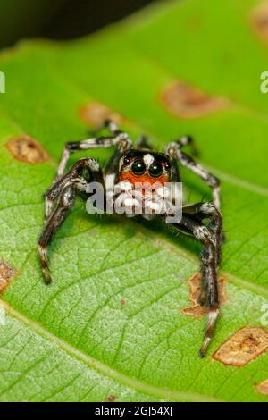 Immagine dei ragni salti (Salticidae) sulle foglie verdi. Insetto. Animale Foto Stock