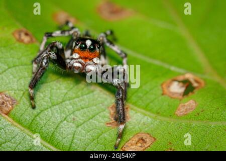 Immagine dei ragni salti (Salticidae) sulle foglie verdi. Insetto. Animale Foto Stock