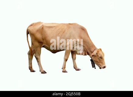 Immagine di mucca marrone isolata su sfondo bianco. Animali da fattoria. Foto Stock