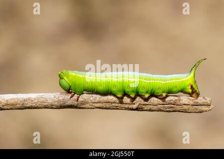 Immagine di Caterpilastri verdi di Moth sui rami su sfondo naturale. Insetto. Animale. Foto Stock