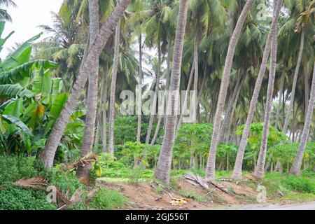 Paesaggio di fattorie di palme da cocco, banana e papaya - Salalah 2021, Oman. È disponibile il formato file RAW Foto Stock