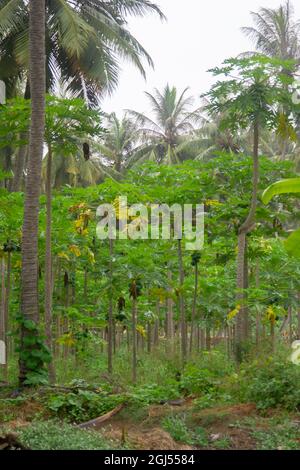 Paesaggio di fattorie di palme da cocco, banana e papaya - Salalah 2021, Oman. È disponibile il formato file RAW Foto Stock