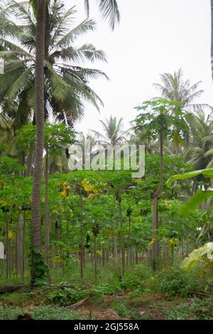 Paesaggio di fattorie di palme da cocco, banana e papaya - Salalah 2021, Oman. È disponibile il formato file RAW Foto Stock