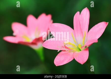 giglio di pioggia rosa che fiorisce sullo sfondo verde lussureggiante Foto Stock