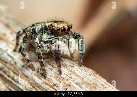 Immagine dei ragni di salto (Salticidae) su sfondo naturale., Insect. Animale. Foto Stock