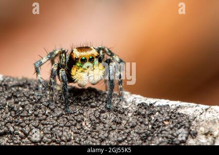 Immagine dei ragni di salto (Salticidae) su sfondo naturale., Insect. Animale. Foto Stock