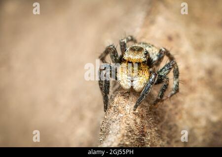 Immagine dei ragni di salto (Salticidae) su sfondo naturale., Insect. Animale. Foto Stock