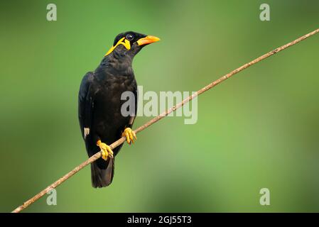 Immagine di un uccello myna collinare comune (Gracula religiosa intermedia) su sfondo naturale. Uccello. Animali. Foto Stock