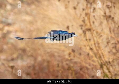 Immagine di un grande Drongo a coda di racchetta che vola su sfondo naturale. Uccello. Animali. Foto Stock