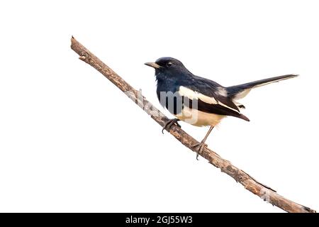 Immagine di un rapino orientale (Copsychus saularis) su un ramo di albero su sfondo bianco. Uccelli. Animale. Foto Stock