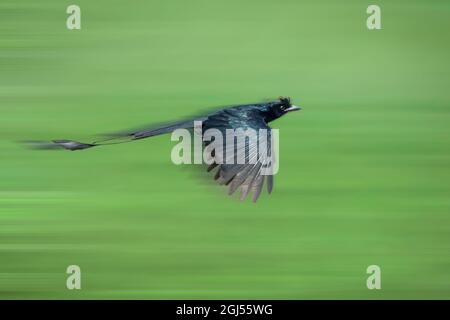 Immagine di un grande Drongo a coda di racchetta che vola su sfondo naturale. Uccello. Animali. Foto Stock