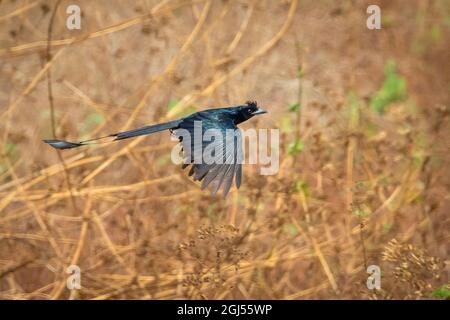 Immagine di un grande Drongo a coda di racchetta che vola su sfondo naturale. Uccello. Animali. Foto Stock