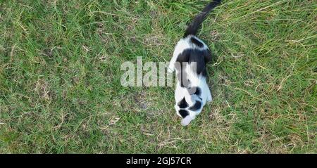 gattino bianco e nero macchiato che gioca sull'erba Foto Stock