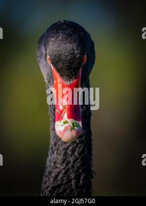 Un cigno nero selvatico con becco rosso brillante in Albert Park, Melbourne, Australia. Foto Stock