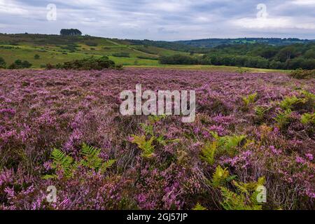 Agosto erica viola sulla brughiera a Old Lodge Ashdown Forest East Sussex, sud-est dell'Inghilterra Foto Stock