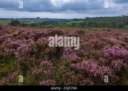 Agosto erica viola sulla brughiera a Old Lodge Ashdown Forest East Sussex, sud-est dell'Inghilterra Foto Stock