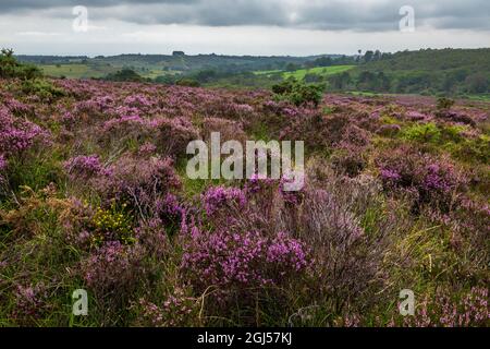 Agosto erica viola sulla brughiera a Old Lodge Ashdown Forest East Sussex, sud-est dell'Inghilterra Foto Stock