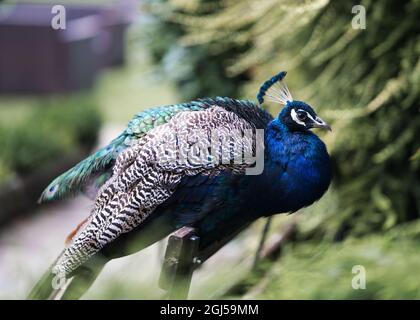 Uccello maschio di pavone con piume blu chiaro e piumaggio sedette su panca all'esterno in natura. Foto Stock