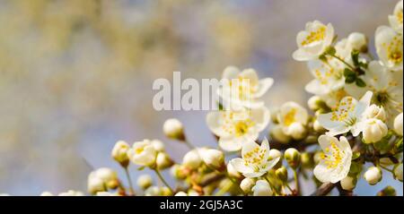 Rametti di ciliegio fioriti su sfondo azzurro cielo chiaro con spazio copia: Concetto primavera tempo. Fiori di ciliegio fiorente, sfondo naturale floreale, Foto Stock
