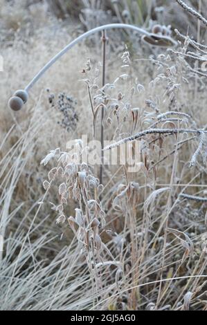 Pendenti spikelets ornamentali appiattiti di avena selvaggia del Nord America (Chasmanthium latifolium) in gelo di bue in un giardino nel mese di novembre Foto Stock