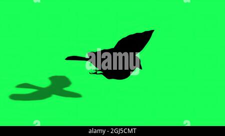 Illustrazione 3d - Silhouette di Sparrow - schermo verde Foto Stock