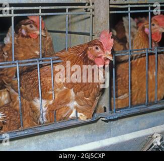 Galline batteria (isa marrone) uova che posano polli in gabbie confinate con una certa perdita di piuma, mostra l'accesso a mangiando trogolo Foto Stock