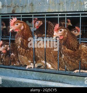 Galline batteria (isa marrone) uova che posano polli in gabbie confinate con una certa perdita di piuma, mostra l'accesso a mangiando trogolo Foto Stock