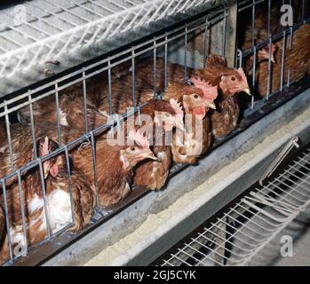 Galline batteria (isa marrone) uova che posano polli in gabbie confinate con una certa perdita di piuma, mostra l'accesso a mangiando trogolo Foto Stock