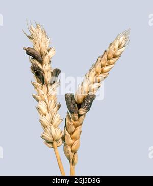 Ergot (Claviceps purpurea) malattia fungina ergoti, sclerotia, sostituendo i grani in un orecchio di grano maturo Foto Stock