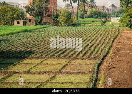 Spedizione sul Nilo, Egitto inferiore, Giza (sulla sponda occidentale del Nilo). Campi piantati e irrigati Foto Stock