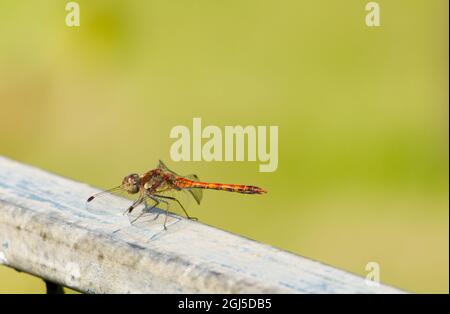 Primo piano di una comune dragonfly Darter (Sympetrum striolatum) che si trova su un cancello di metallo su uno sfondo verde naturale Foto Stock