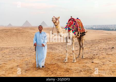 Africa, Egitto, Cairo. Altopiano di Giza. 3 ottobre 2018. Cammello con cammello vicino alle piramidi di Giza. (Solo per uso editoriale) Foto Stock