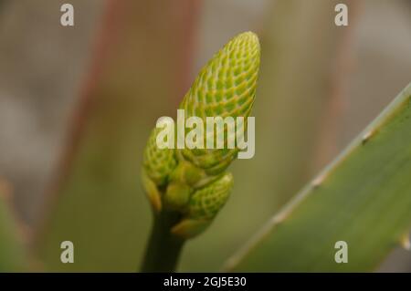 Aloe vera fiore pianta e germoglio primo piano. Foto Stock