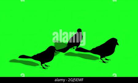 Illustrazione 3d - Silhouette di Sparrow - schermo verde Foto Stock