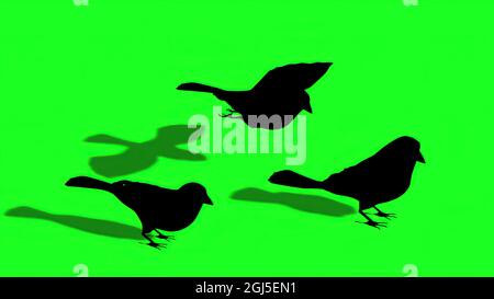 Illustrazione 3d - Silhouette di Sparrow - schermo verde Foto Stock