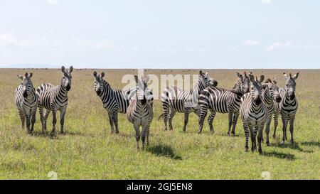 Africa, Kenya, Riserva Nazionale Maasai Mara. Zebre caute. Credit as: Bill Young / Jaynes Gallery / DanitaDelimont. com Foto Stock