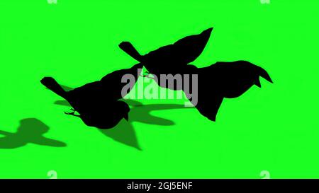 Illustrazione 3d - Silhouette di Sparrow - schermo verde Foto Stock