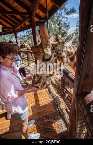 Nutrire la giraffa Rothchild in via di estinzione al Nairobi Giraffe Center, Kenya. (SIG.) Foto Stock