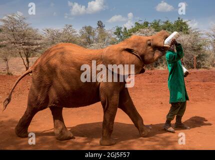 Africa, Kenya, Nairobi, orfano giovane elefante africano (Loxodonta africana) alimenta dal flacone detenute da custode offrendo latte a David Sheldrick Wildlife Tru Foto Stock