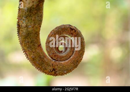 Africa, Madagascar, Marozevo, Peyrieras Reptile Reserve. Coda di un camaleonte di Parson. Foto Stock