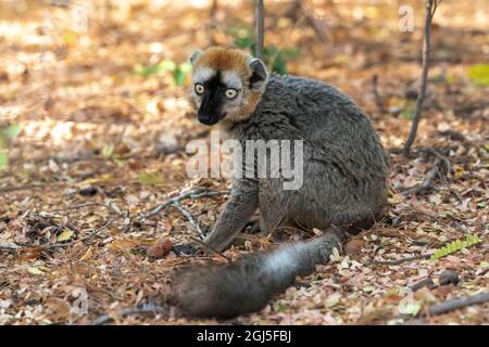 Africa, Madagascar, Anosy Region, Berenty Reserve. Un lemure maschio bruno con la sua corona rufous e la coda molto lunga siede all'ombra di un albero Foto Stock
