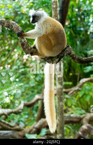 Africa, Madagascar, Lago Ampitabe, riserva di Nosy Akanin'ny. Il lemure nero femminile è marrone chiaro con un segno nero sulla sua faccia. Foto Stock