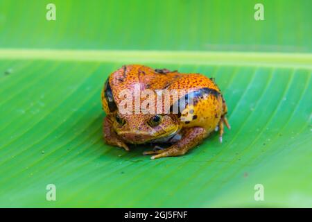 Madagascar, Marozevo, Peyrieras Reptile Farm. Rana di pomodoro del Madagascar (Dyscophus antongilii). Foto Stock