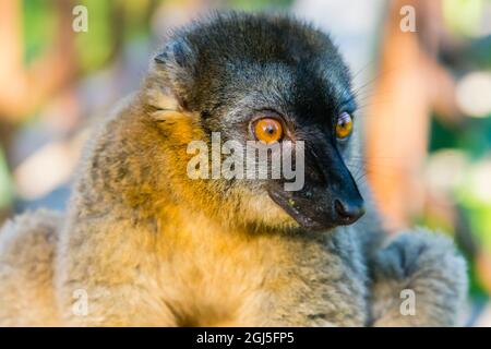 Madagascar, Andasibe, Vakona Lodge, Lemur Island. Comune lemure marrone. Foto Stock