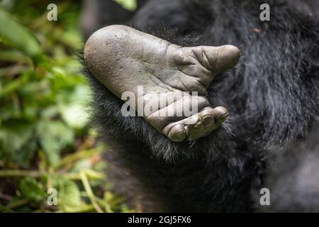 Africa, Ruanda, Parco Nazionale dei Vulcani, primo piano di riposo dei piedi del Monte Gorilla (Gorilla beringei beringei) nella foresta pluviale dei Monti Virunga Foto Stock